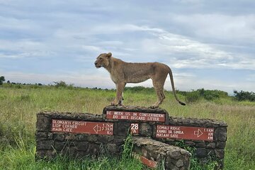 Nairobi National Park ,Beads factory and Giraffe Centre Tour