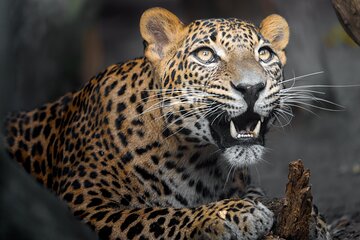 YALA SAFARI TOUR from Galle/Unawatuna/Mirissa/Tangalle/Ella
