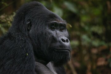10 Days Classic Rwanda Safari