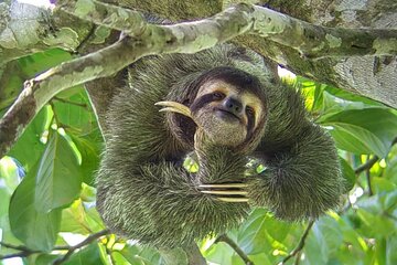 Guided tour in Manuel Antonio National Park 