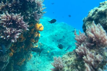 Kayak Route with Snorkel to the Maro-Cerro Gordo Natural Site 