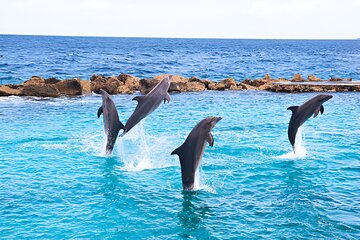 Swim with Dolphins at Dolphin House Boat Trip in Hurghada