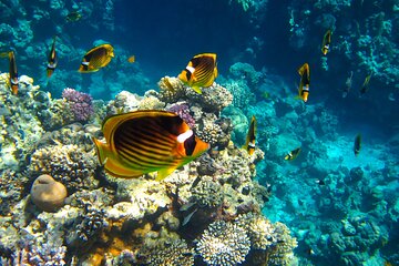 Full Day Mahmya Island Snorkeling Sea Trip from Hurghada