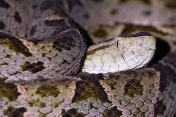 Frogs-Reptiles: Wildlife Private Night Tour In La Fortuna Arenal