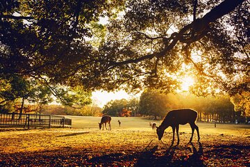 Private Japanese Ancient Tour from Kyoto to Nara