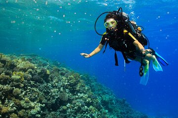 Marsa Mubarak Snorkeling & Diving Adventure & Lunch - Marsa Alam