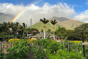 Regenerative Mango and Tropical Fruit Tour in West Maui 