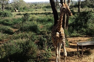 Hell's Gate and Lake Naivasha Adventure from Nairobi