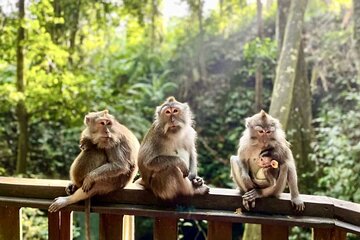 Best Bali Rafting and Ubud Monkey Forest Tour