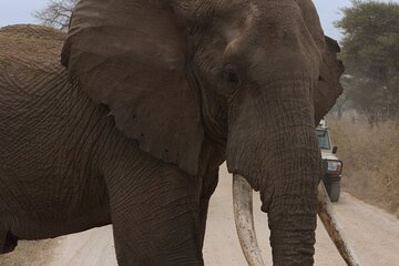 Experience and Visit Tarangire National Park