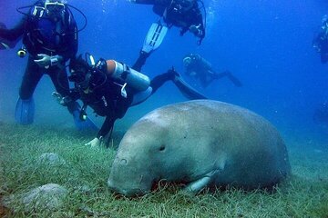 Abu Dabbab Over Day Snorkeling with Turtles & Dugong - Hurghada