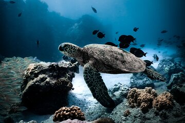 Turtle Canyon Snorkel Tour 