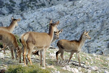 Mount Parnitha & Lake Beletsi Half-Day Private Tour | Athens Eco