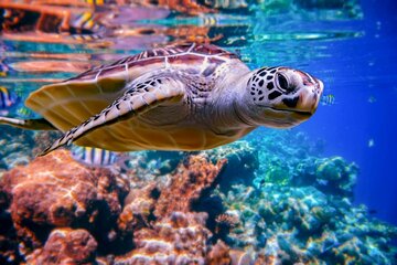 Abu Dabbab Day Trip: Swim with Turtles & Dugongs - Hurghada