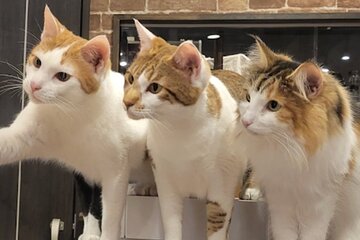 Cat Cafe & Bar Private Tour in Yanaka & Yushima