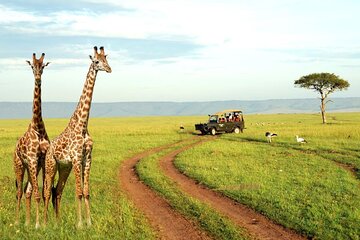 Half Day Tala Game Reserve and Durban City Tour