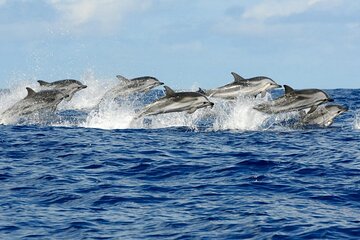 Dolphin Watching Half Day Snorkeling Trip W / Transfer - Zanzibar