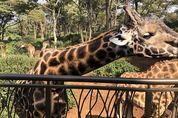 Half Day Excursion Tour in Nairobi 