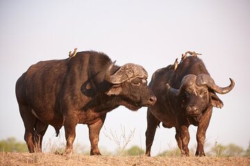 4-Day Kruger Tremisana Big 5 Safari from Johannesburg