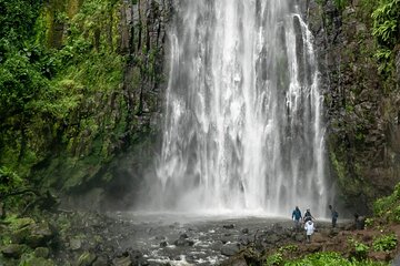 Private Materuni Waterfalls, Coffee Tour and Kikuletwa Hot Spring