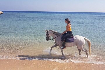 Horse Or Camel Riding , Transfer Nabq Bay- Sharm El-Sheikh