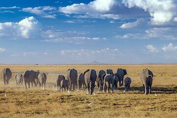 7-Day Amboseli, Lake Naivasha and Masai Mara Safari