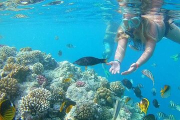 Snorkeling Tour to Orange Bay and Giftun Islands from Hurghada