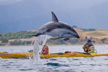 Kaikoura Kayaking Adventure Small Group Tour from Christchurch