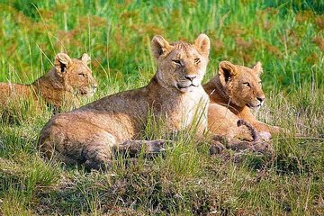 11 Days Kenya Wildlife Safari