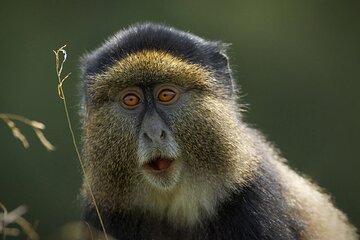 2 days Twin Lakes and Golden Monkeys Adventure(2Days & 1Night)