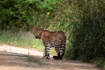 4 days Golden Triangle Tour from Delhi with Leopard jeep safari