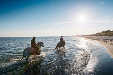 Horse Ride at Nabq Bay Beach With Transfers – Sharm El Sheikh