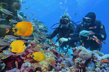 Coral Garden Sea Trip, Two diving stops W/Transfer - Marsa Alam