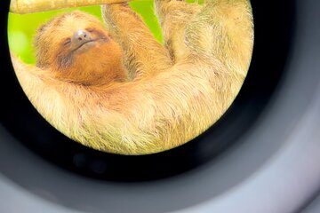  Sloth Discovery Tour in La Fortuna Wildlife