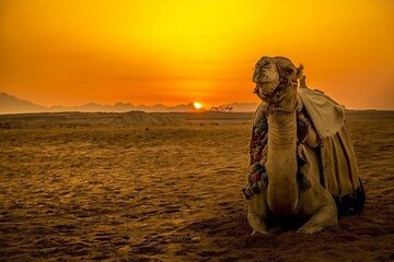 Discover the Desert Magic with an Exciting Camel Ride - Hurghada