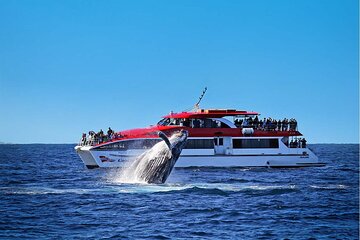 Sydney Whale Watching Cruise from Circular Quay