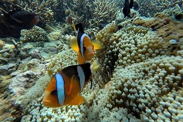 Blue lagoon Snorkeling