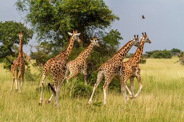 3-Day Kruger Tented Big 5 Safari Tour from Johannesburg