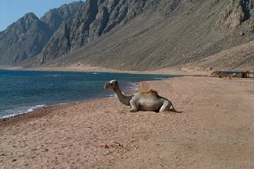 3 Pools National Park : ATV Quad & Camel by Bus - Sharm El Sheikh