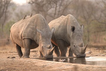 Multi Day Kruger National Park and Panorama Route Adventure