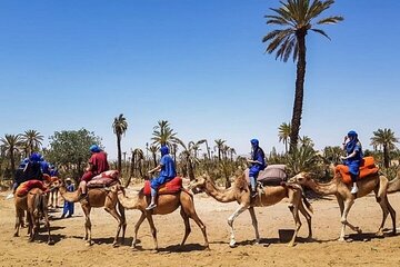 Camel Ride Through Palmeraie Valley with Transfers - Marrakech