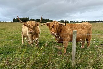 Invergordon Private Sheepdogs, Highland cows and Castle Tour 