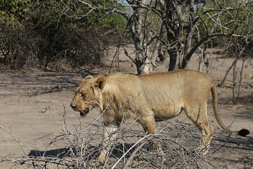 Chobe Extended Day Trip from Victoria Falls - Small Group