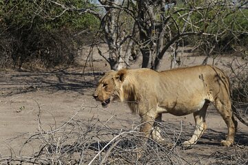 Victoria Falls: Zambezi National Park Private Game Drive