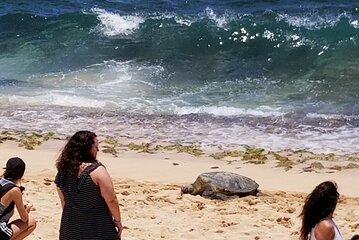 Dole,Garlic Shrimp, Northshore Customizable Group Priced Tour 