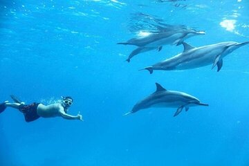 Swim with Dolphins Sea Trip Adventure with Lunch - Marsa Alam