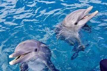 Dolphin Swimming Experience at Redsea with Lunch – Marsa Alam