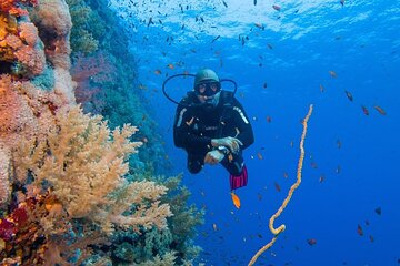 Explore Hurghada Two Thrilling Boat Dives for Certified Divers