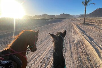 Scenic Horseback Journey Through Desert & Beach : Sharm El-Sheikh