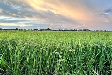 Private Afternoon Tour of Siem Reap Sunset Off the Beaten Track